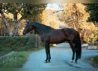 Otras razas, Semental, 5 años, 165 cm, Castaño oscuro
