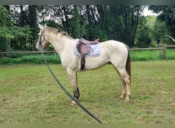 Otras razas, Semental, 6 años, 156 cm, Champán