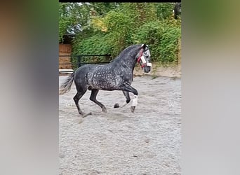 Otras razas, Semental, 6 años, 158 cm, Tordo