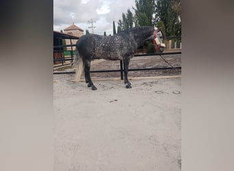 Otras razas, Semental, 6 años, 158 cm, Tordo