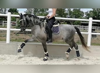 Otras razas, Semental, 6 años, 163 cm, Tordo