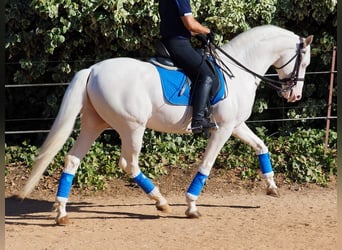 Otras razas, Semental, 8 años, 160 cm, Perlino