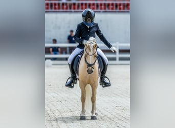 Otras razas Mestizo, Semental, 9 años, 113 cm, Palomino