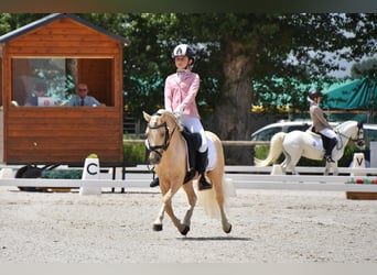 Otras razas Mestizo, Semental, 9 años, 113 cm, Palomino