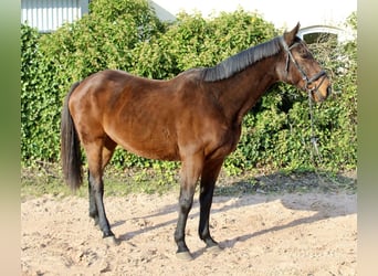 Otras razas, Yegua, 10 años, 157 cm, Castaño