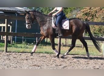 Otras razas, Yegua, 10 años, 162 cm, Castaño oscuro