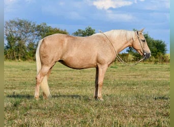 Otras razas, Yegua, 11 años, 152 cm, Palomino