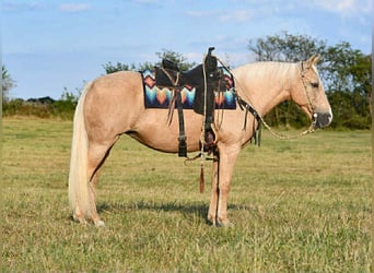 Otras razas, Yegua, 11 años, 152 cm, Palomino