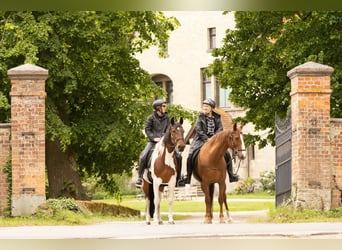 Otras razas, Yegua, 11 años, 154 cm, Alazán