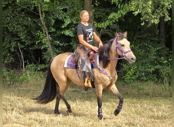 Otras razas Mestizo, Yegua, 11 años, 155 cm, Bayo