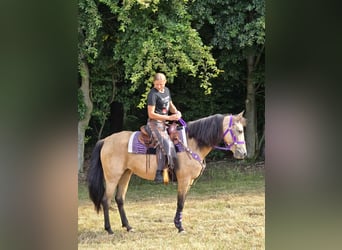 Otras razas Mestizo, Yegua, 11 años, 155 cm, Bayo