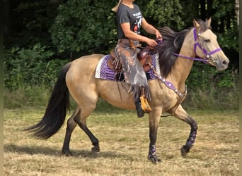 Otras razas Mestizo, Yegua, 11 años, 155 cm, Bayo