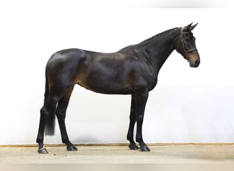 Otras razas, Yegua, 11 años, 172 cm, Castaño oscuro