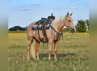 Otras razas, Yegua, 12 años, 152 cm, Palomino