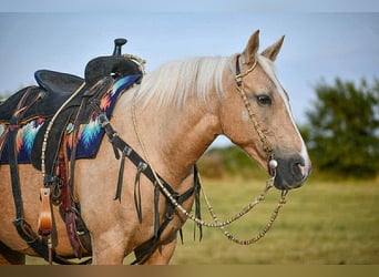 Otras razas, Yegua, 12 años, 152 cm, Palomino