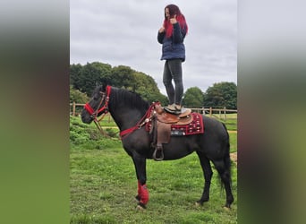 Otras razas, Yegua, 12 años, Negro
