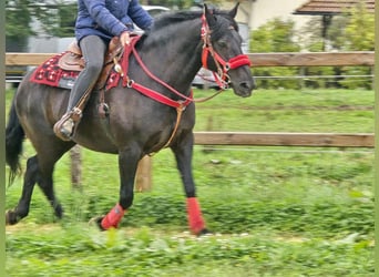 Otras razas, Yegua, 12 años, Negro