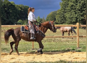 Otras razas, Yegua, 13 años, 155 cm, Alazán-tostado