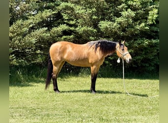 Otras razas, Yegua, 13 años, Buckskin/Bayo