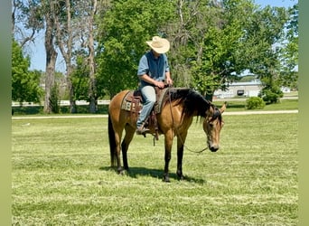 Otras razas, Yegua, 13 años, Buckskin/Bayo