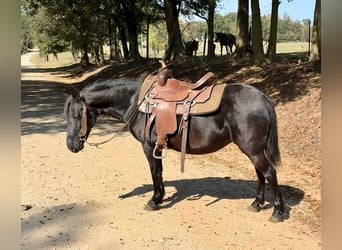 Otras razas, Yegua, 13 años, Negro