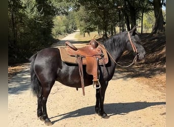 Otras razas, Yegua, 14 años, Negro