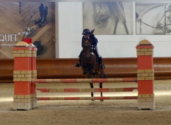 Otras razas, Yegua, 15 años, 145 cm, Castaño