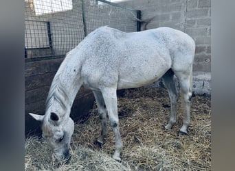 Otras razas, Yegua, 15 años, 160 cm, Tordo picazo
