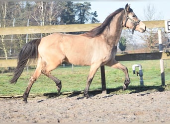 Otras razas, Yegua, 16 años, 145 cm, Bayo