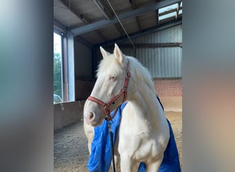 Otras razas, Yegua, 16 años, 155 cm, Cremello