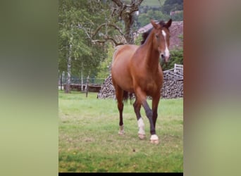 Otras razas, Yegua, 16 años, 168 cm, Castaño