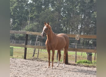 Otras razas, Yegua, 19 años, 153 cm, Alazán
