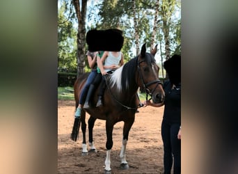 Otras razas, Yegua, 19 años, 153 cm, Pío
