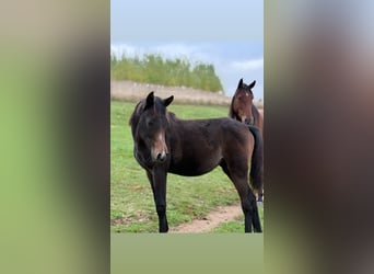 Otras razas, Yegua, 1 año, 159 cm, Musgo