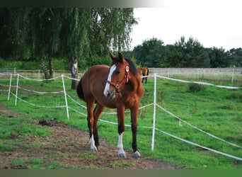 Otras razas Mestizo, Yegua, 1 año, 160 cm, Castaño