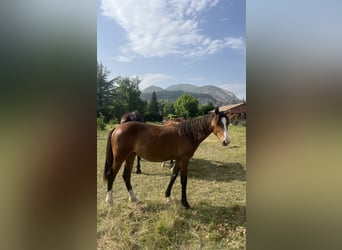 Otras razas, Yegua, 1 año, Castaño