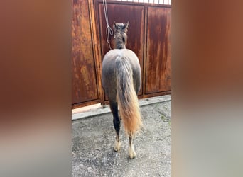 Otras razas, Yegua, 1 año, Tordo