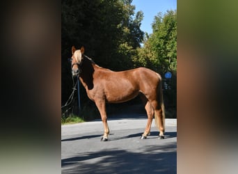 Otras razas Mestizo, Yegua, 3 años, 138 cm, Alazán