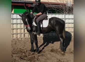 Otras razas, Yegua, 3 años, 150 cm, Pío