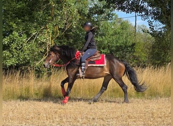 Otras razas, Yegua, 3 años, 152 cm, Castaño