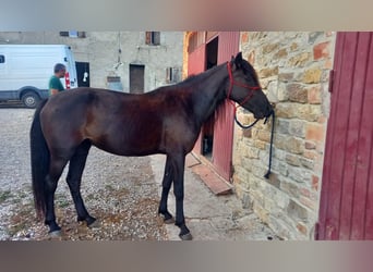 Otras razas Mestizo, Yegua, 3 años, 152 cm, Negro
