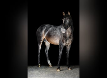 Otras razas Mestizo, Yegua, 3 años, 155 cm, Castaño