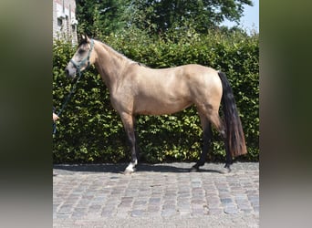 Otras razas, Yegua, 3 años, 158 cm, Buckskin/Bayo