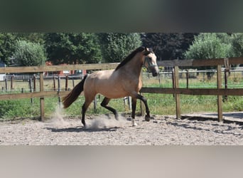 Otras razas, Yegua, 3 años, 158 cm, Buckskin/Bayo