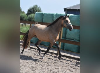Otras razas, Yegua, 3 años, 158 cm, Buckskin/Bayo