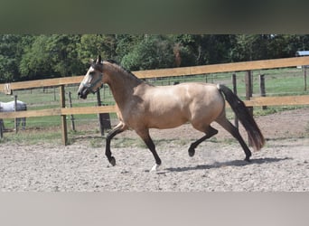 Otras razas, Yegua, 3 años, 158 cm, Buckskin/Bayo