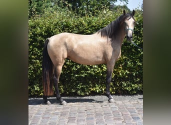 Otras razas, Yegua, 3 años, 158 cm, Buckskin/Bayo