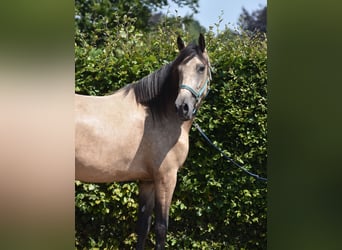 Otras razas, Yegua, 3 años, 158 cm, Buckskin/Bayo