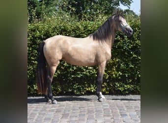 Otras razas, Yegua, 3 años, 158 cm, Buckskin/Bayo