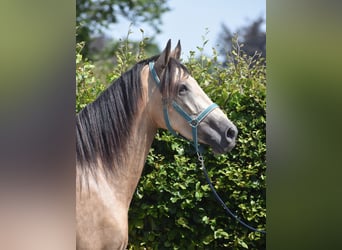 Otras razas, Yegua, 3 años, 158 cm, Buckskin/Bayo